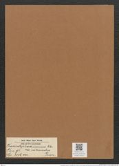 Grammatophora oceanica var. intermedia Grun. (de-Toni-Nr.: Genus 93, Species 3036) Zeichnungen Sammlung Grunow Mappe 03224 (Herbarium_W_Grunow_drawings_Folder_03224)